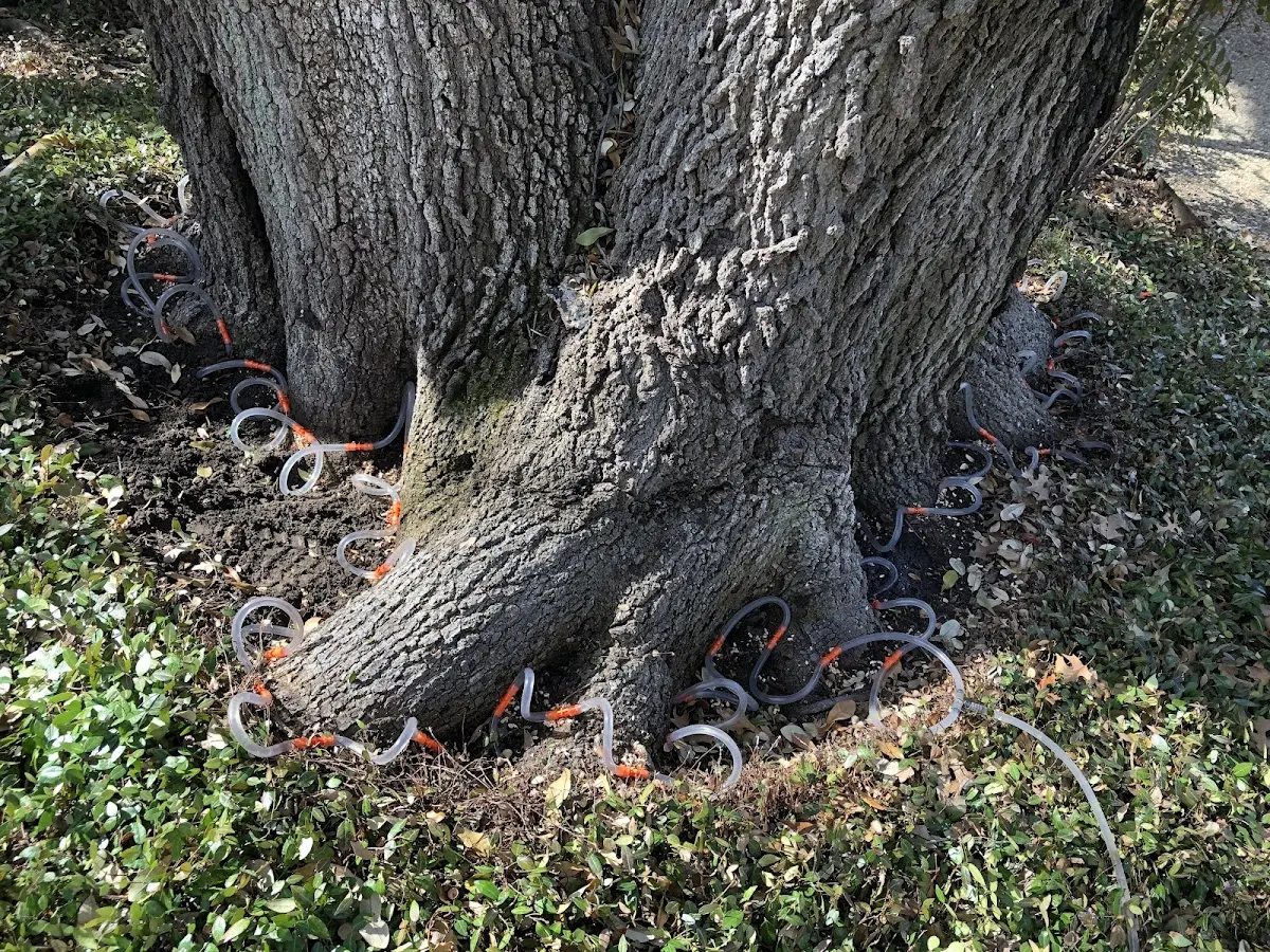 Detailed Tree Cabling and Bracing job site in Snowshoe