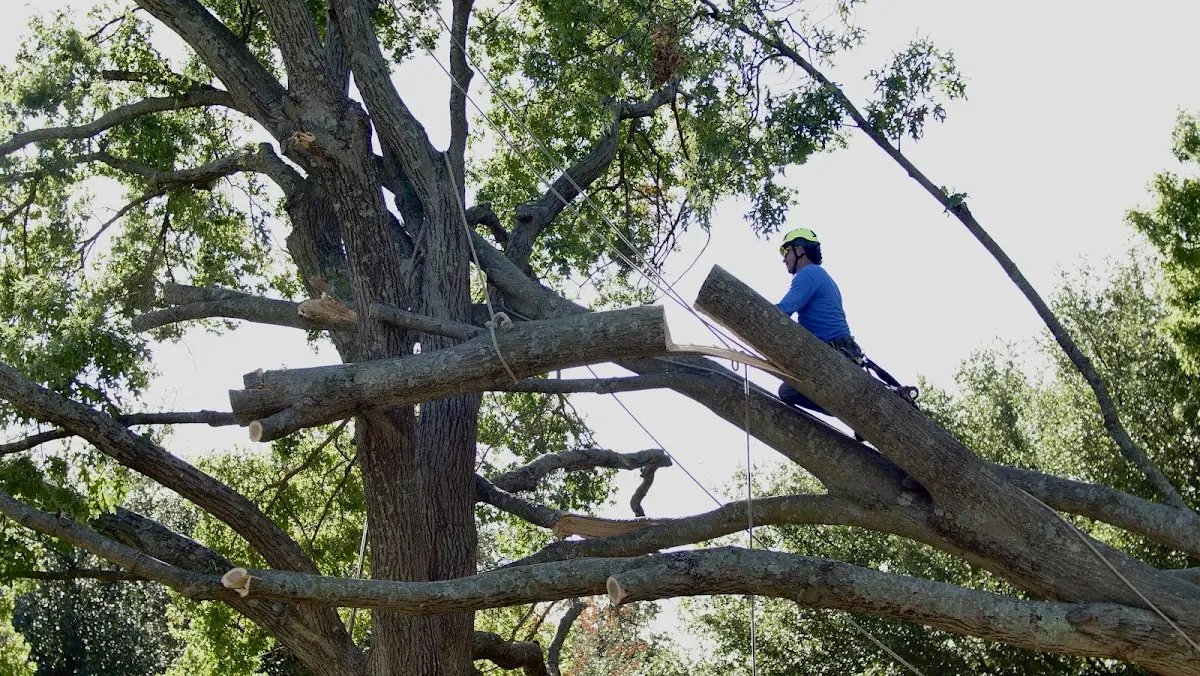 Professional Crown Thinning performed by certified arborists in Snowshoe
